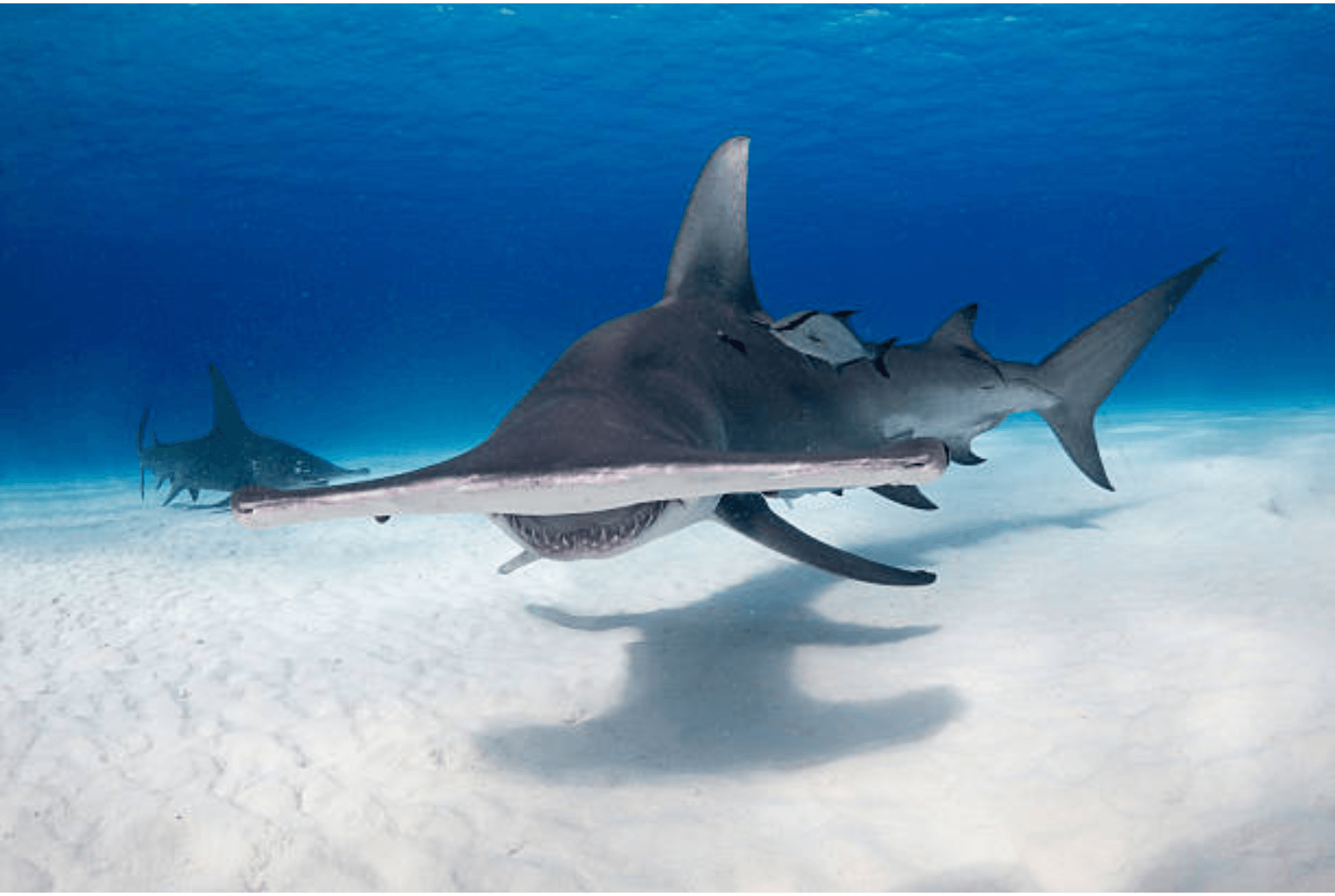 A solitary hammerhead shark gliding through sunlit blue ocean water