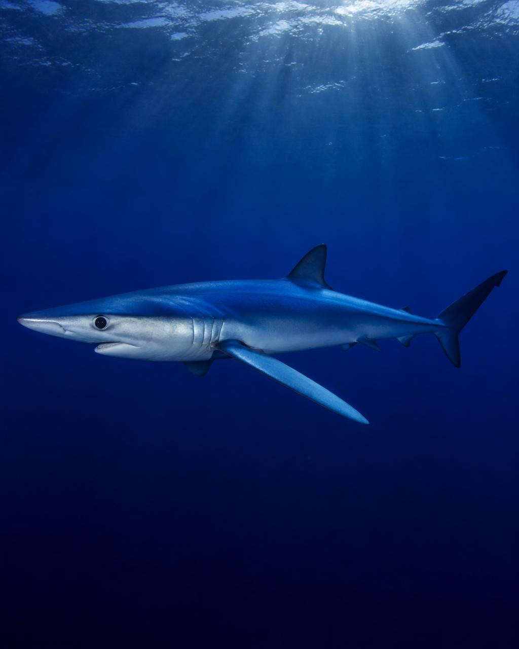 Blue Shark
