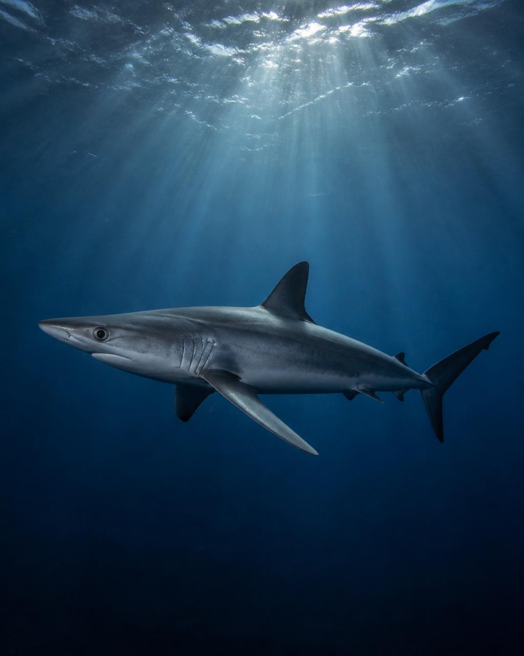 Dusky Shark
