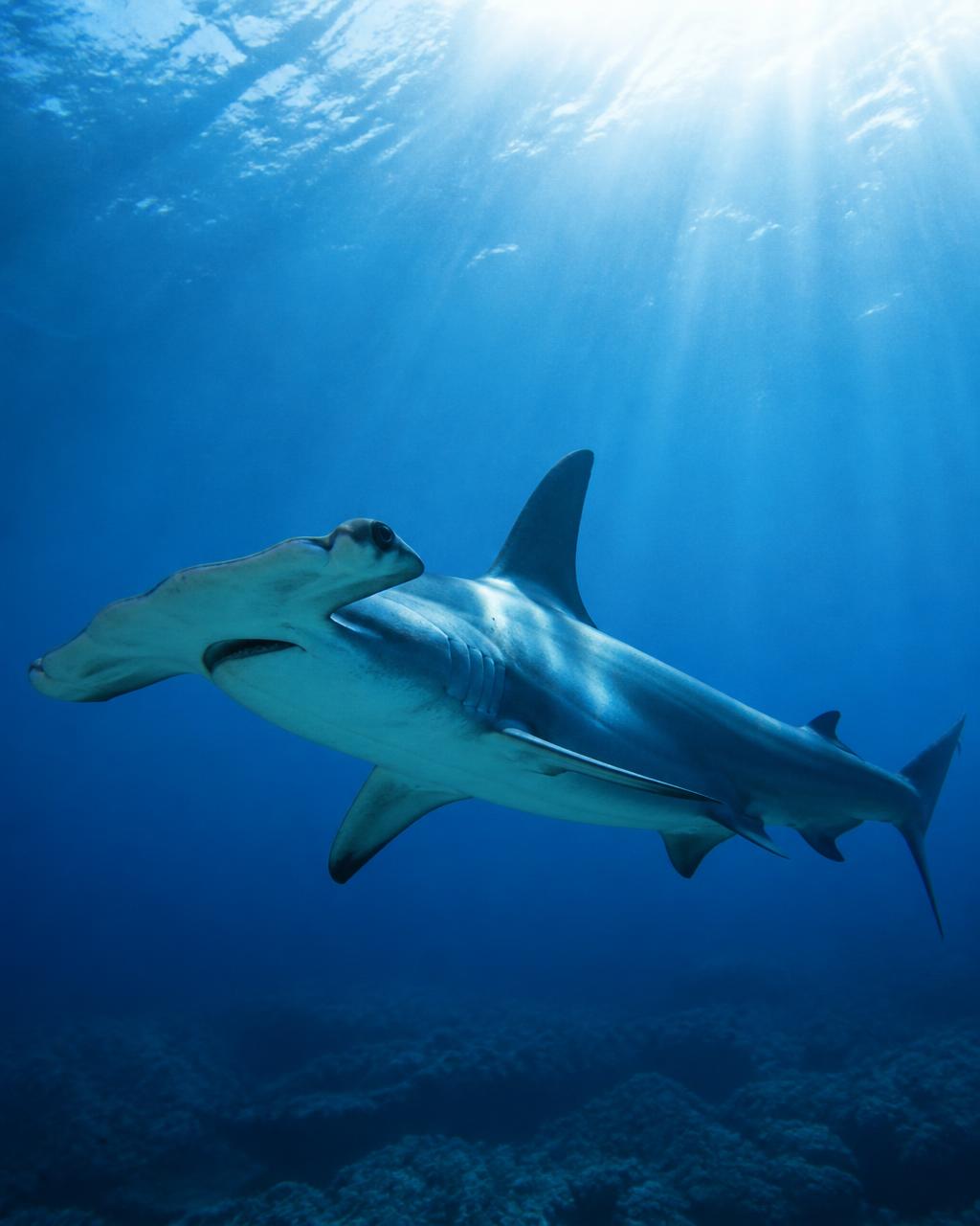 Hammerhead Shark
