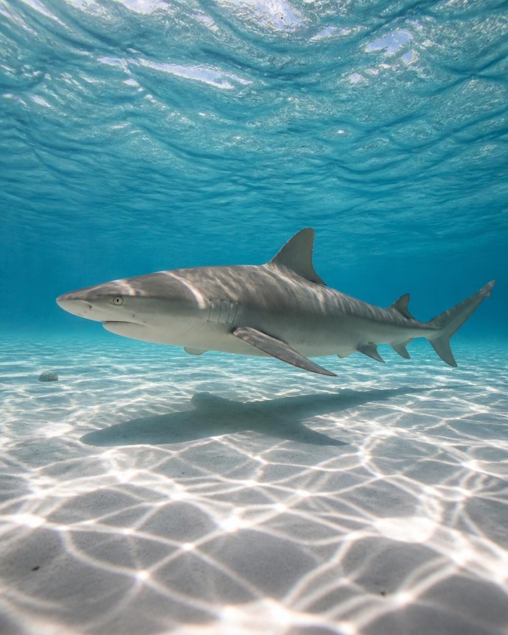 Lemon Shark