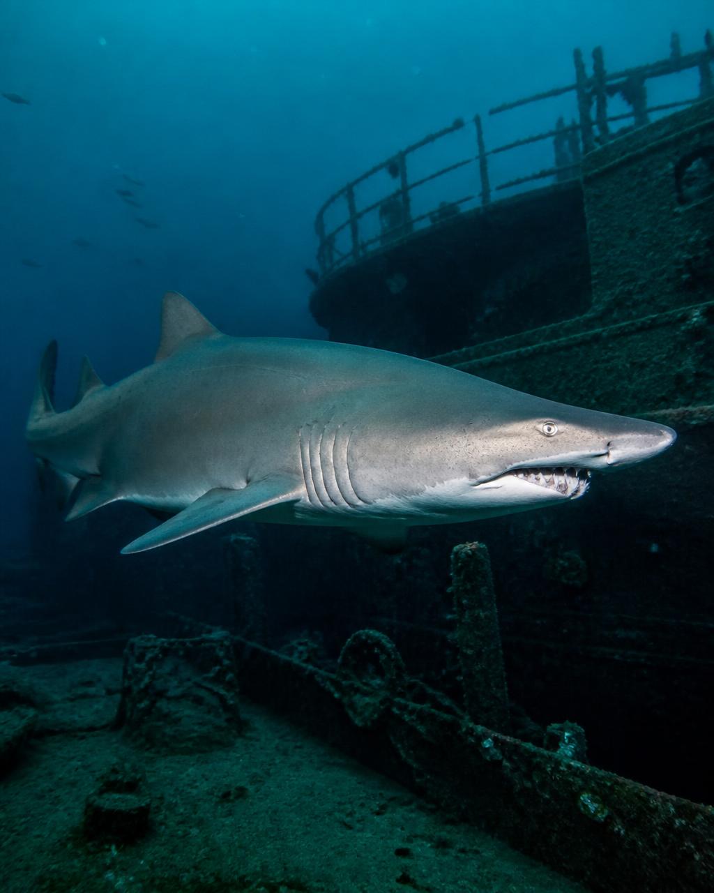 Sand Tiger Shark